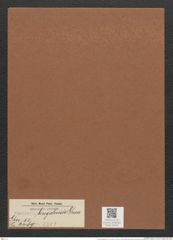Surirella bengalensis Grun. (de-Toni-Nr.: Genus 53, Species 2389) Zeichnungen Sammlung Grunow Mappe 02544 (Herbarium_W_Grunow_drawings_Folder_02544)